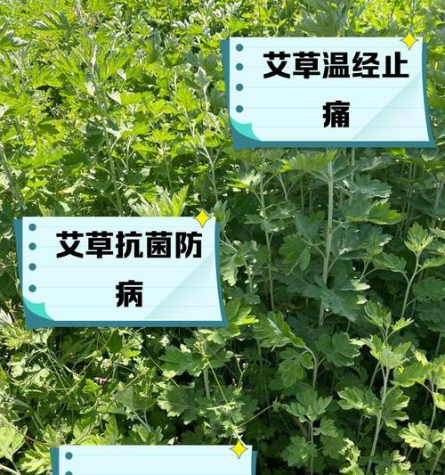 艾草扦插技巧与注意事项（让艾草更容易生根发芽的几个小技巧）