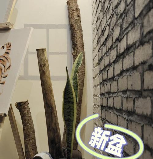 以虎头兰分株，快速繁殖繁花绽放（掌握关键步骤，助你成功种植虎头兰）
