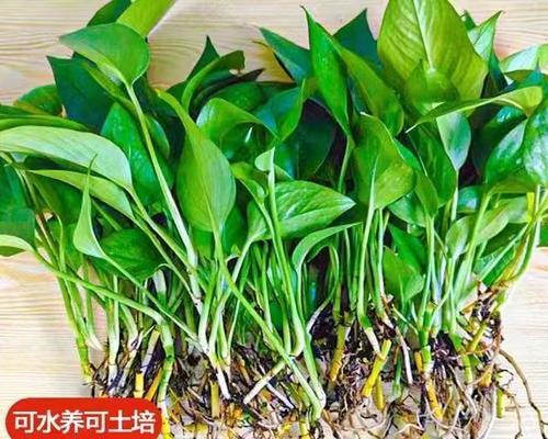 绿萝苗养护指南（打造繁茂健康的绿萝家园）