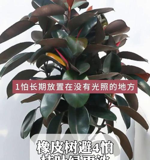 橡皮树叶子下垂的原因及治疗方法（如何有效解决橡皮树叶子下垂问题）