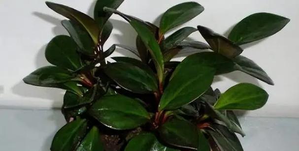 橡皮树烂根的处理方法（保护橡皮树健康的关键措施）