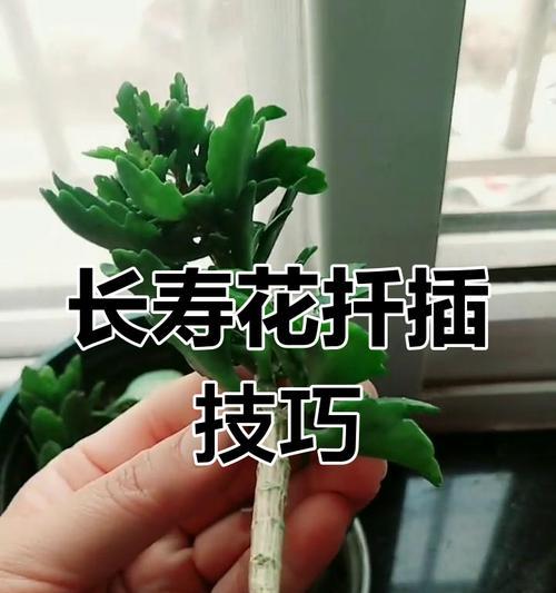 插条繁殖长寿花的技巧（掌握正确方法，提升枝条生长质量）