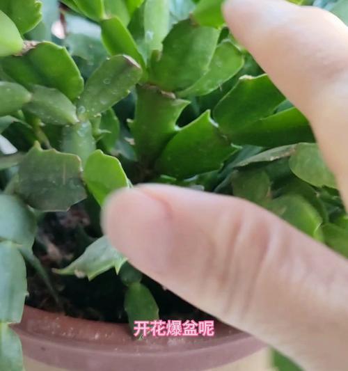 如何有效养护蟹爪兰（解决蟹爪兰易死问题的养殖技巧）
