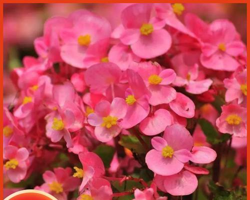 夫妻海棠花小苗养护指南（如何正确种植和照料夫妻海棠花苗）