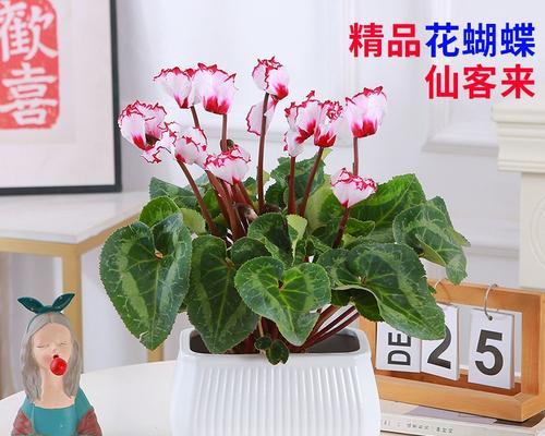 《以仙客来开花后怎么养？》（学会正确的仙客来养护方法，让它绽放美丽花朵）