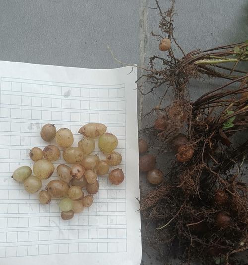 铜钱花的快速生长秘籍（用小贴士帮助你的铜钱花茁壮成长）