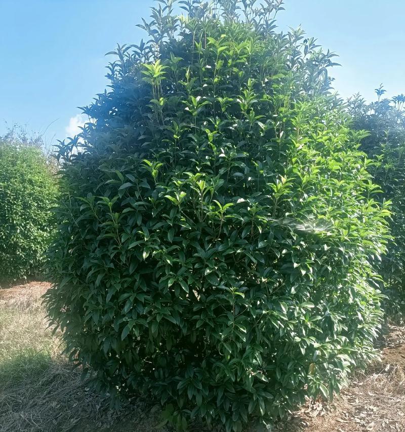 桂花分株方法详解（快速繁殖桂花的技巧与注意事项）