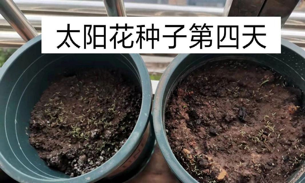 如何留种非洲菊?(掌握这些方法,让你的非洲菊花园更美丽)
