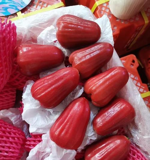 如何养护大叶红宝石（教你打造健康而美丽的大叶红宝石植株）
