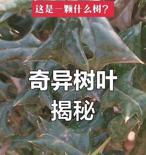 树叶的形状及其意义(探秘不同形态树叶的生态价值)