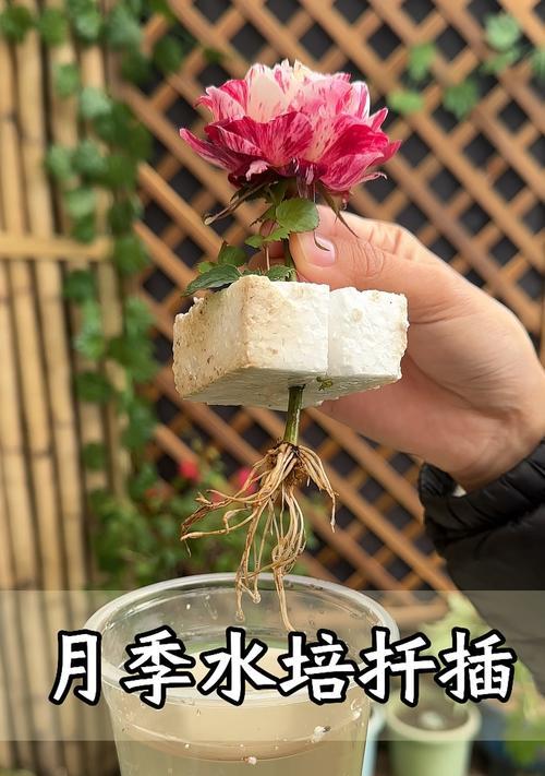 水培玫瑰花的移植技巧（学会正确的水培玫瑰花移植方法，让您的花朵茁壮成长！）