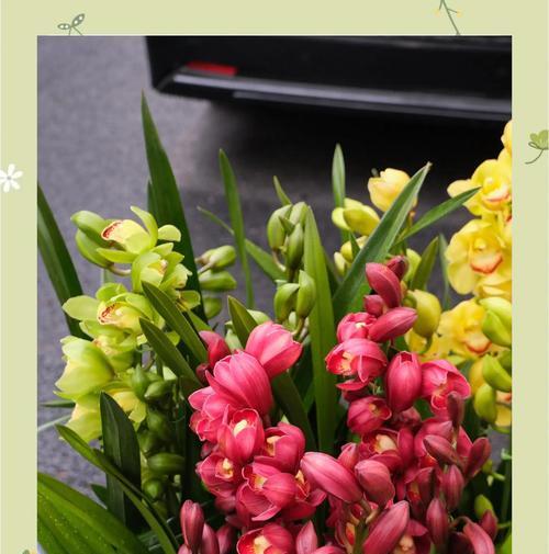 如何养护惠兰花春天的美丽(以惠兰花为中心,打造花园的绚丽春天)
