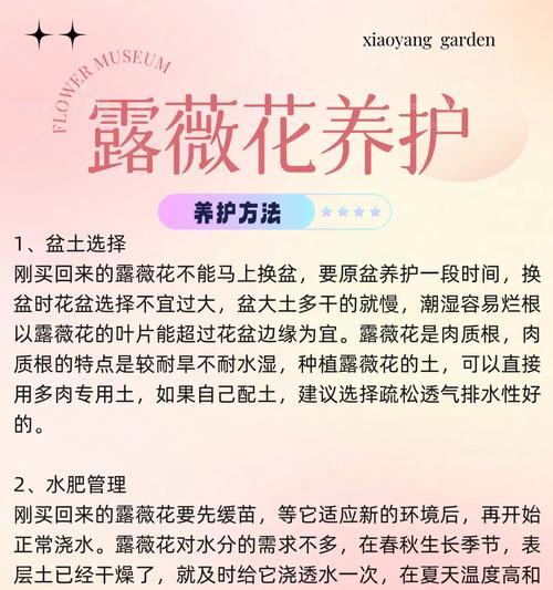 露薇花的盆栽换盆方法（简单易行的露薇花换盆指南）