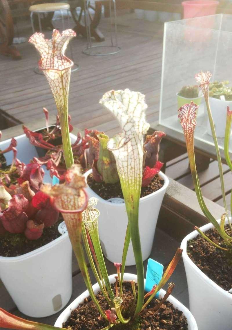 水培瓶子草养护指南（简单实用的瓶子草水培方法与技巧）