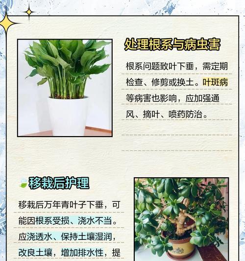 玉露叶子发软的处理方法（宝贝玉露叶子松软是怎么回事？这样解决！）