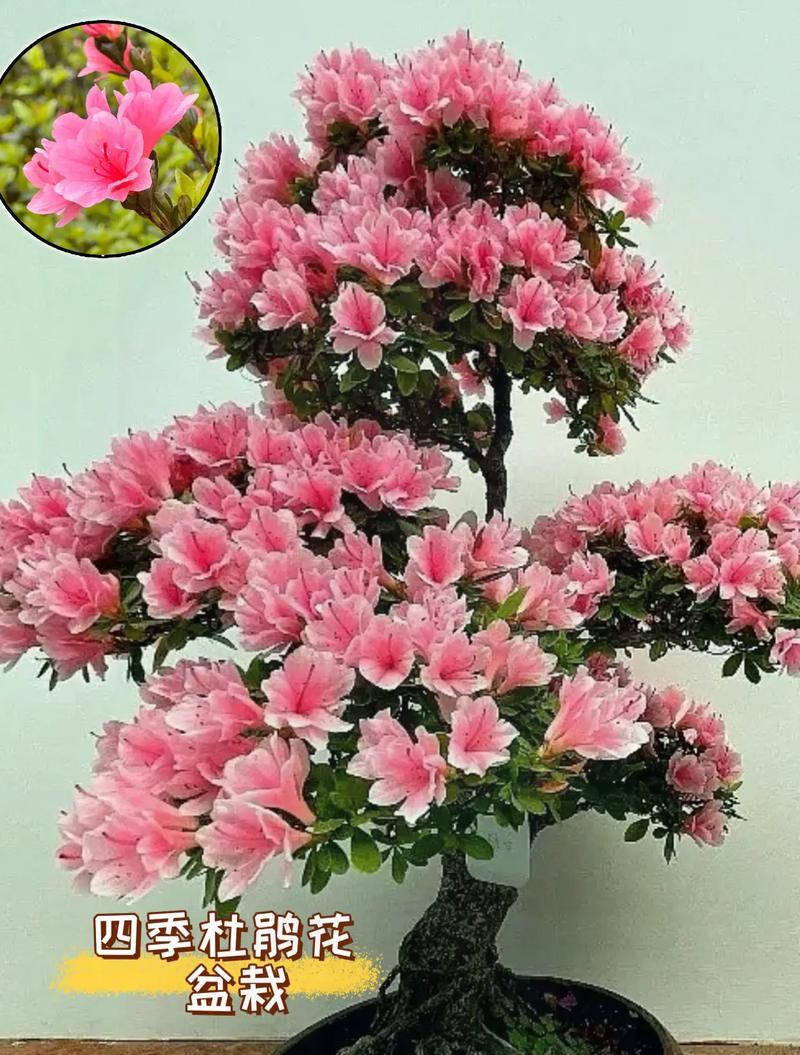 冬季如何正确更换杜鹃花盆？（关键步骤和注意事项）