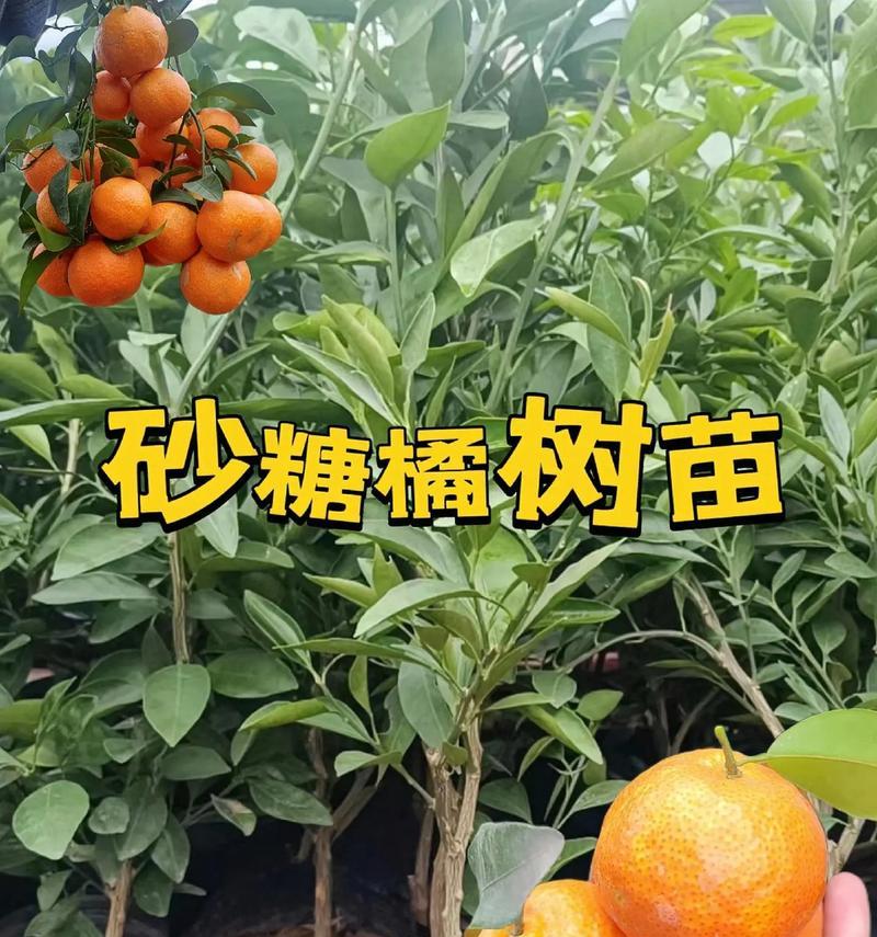 橘子种植的全面指南（了解橘子种植的方法和技巧，助您成功栽培美味的橘子果实）