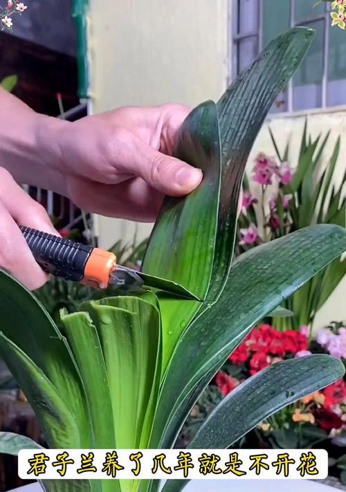 以君子兰开花后箭怎么办（君子兰开花后的护理与繁殖技巧）