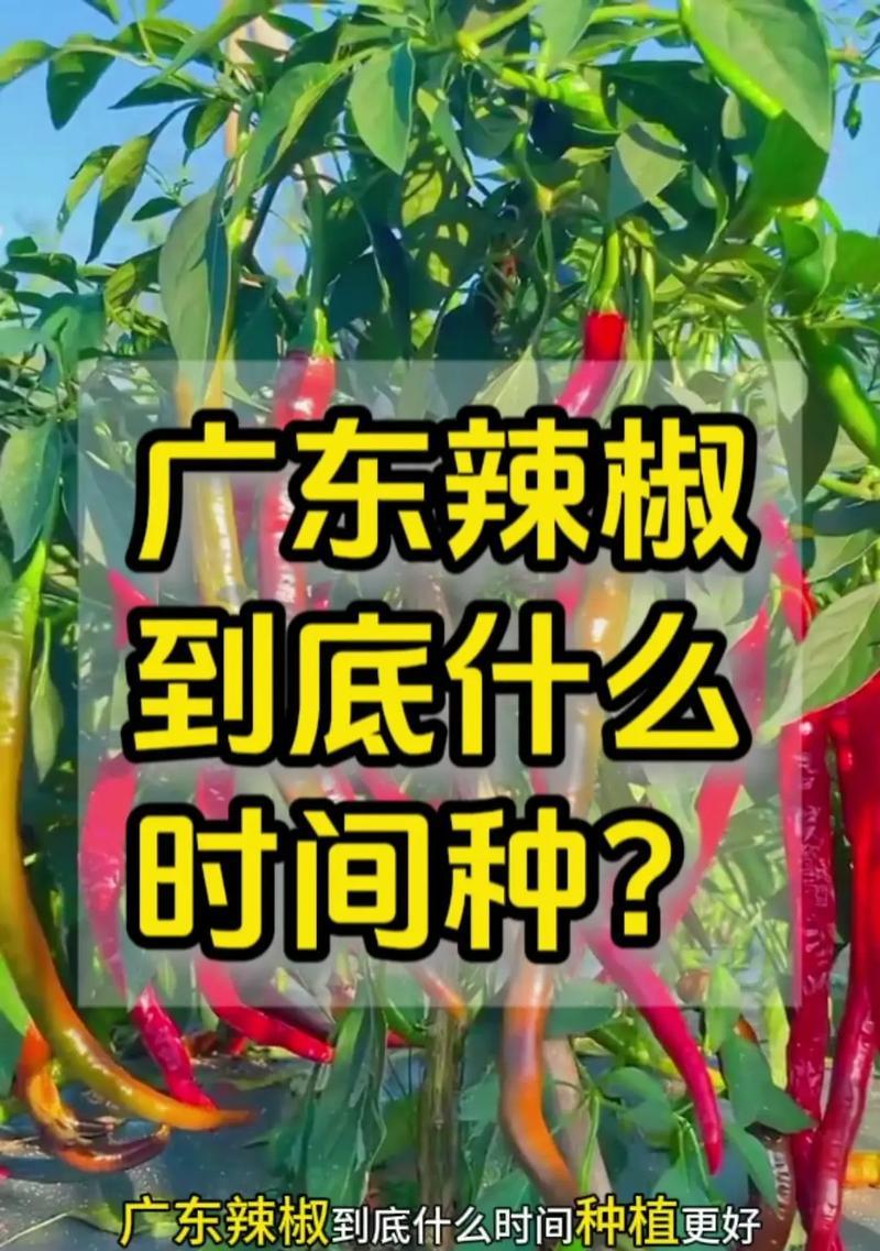 从种植到收成，辣椒生长周期全解析