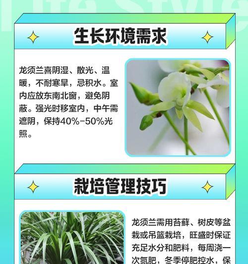 龙须兰根烂了怎么办?保护你的宝贝植物的(拯救龙须兰,修复根系是关键)