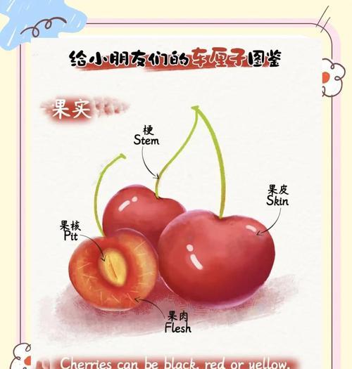 车厘子的诸多名字(了解车厘子的别称和起源)