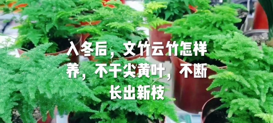 如何处理发干的文竹叶子（恢复文竹叶子的光泽与活力）