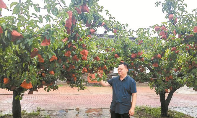 家里可以种梨树吗？（探讨在家种植梨树的可行性与技巧）