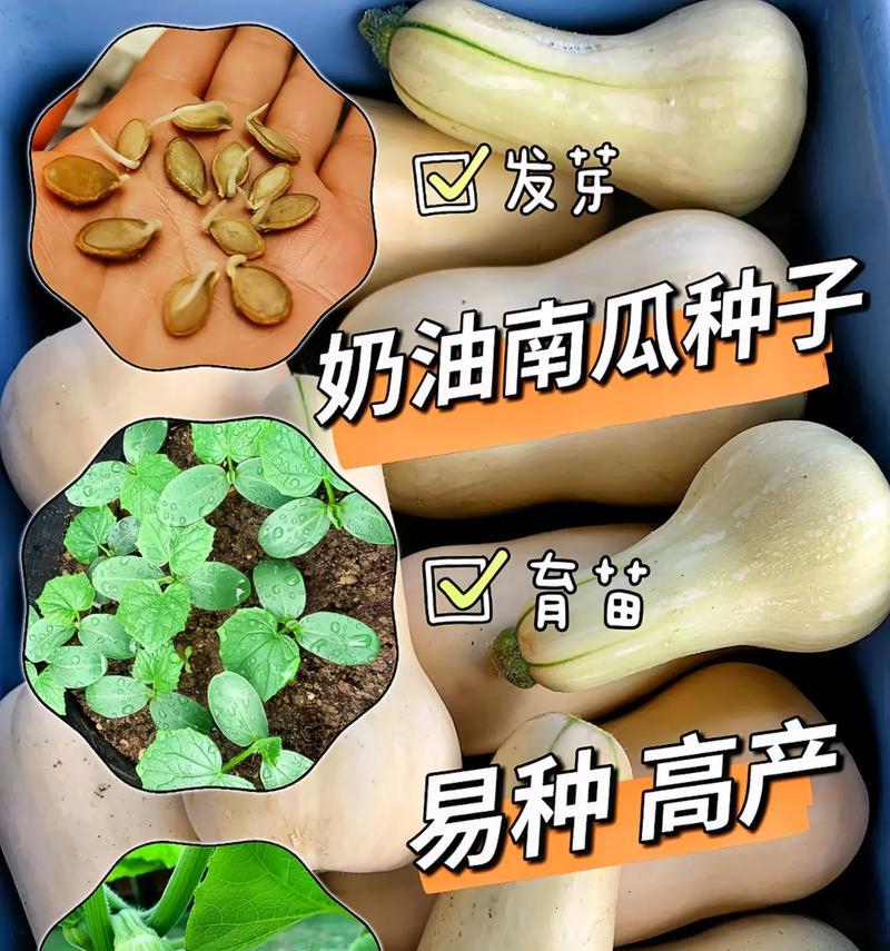 大南瓜的成长之谜（揭秘大南瓜的奇妙成长过程）