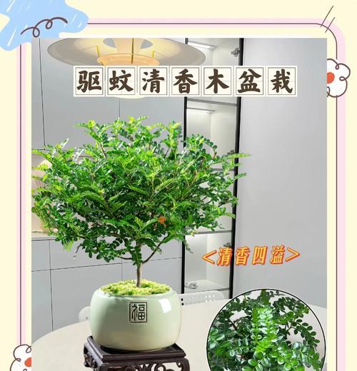 清香木的生长习性特点及适宜生长环境条件（探究清香木的生态特征及生长适宜条件）