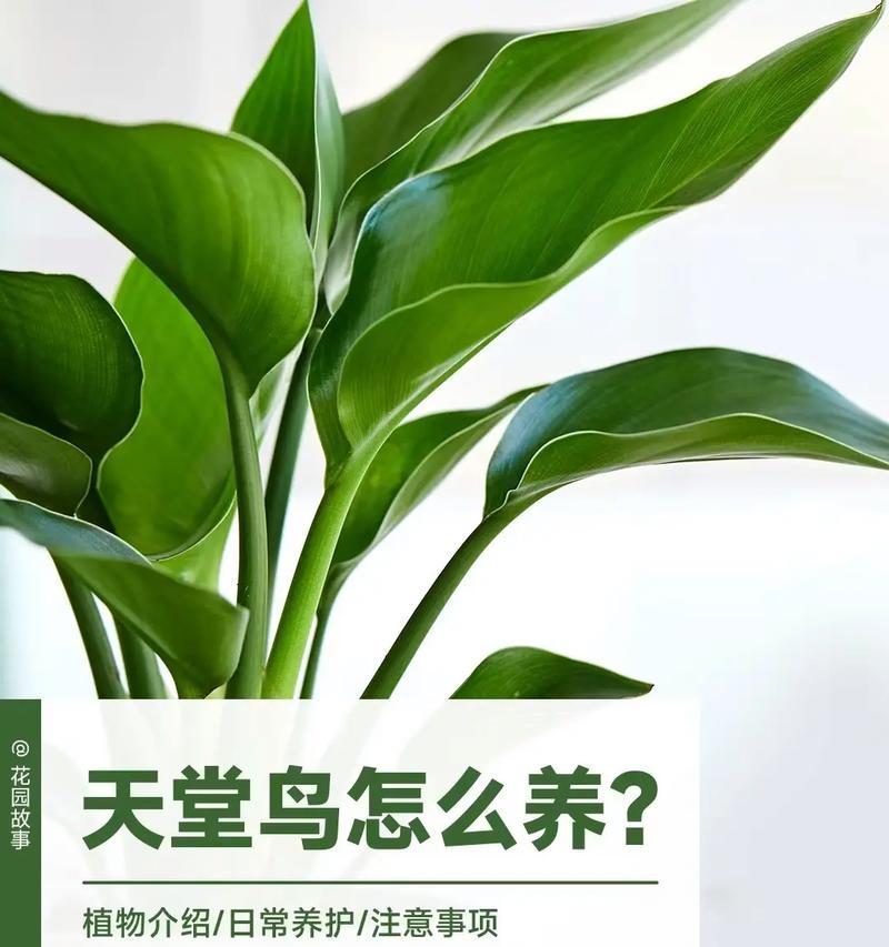 天堂鸟的养护要点（如何正确浇水及防止病虫害）