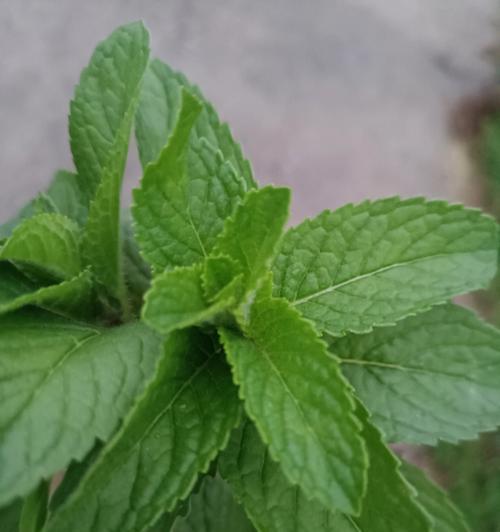 薄荷没根能否存活？（揭开薄荷不生根的真相，不生根能否栽种？）