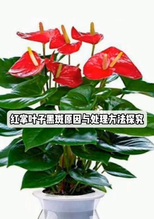 红掌叶子发黄的原因及处理方法（掌握正确的护叶方法，使红掌恢复健康）