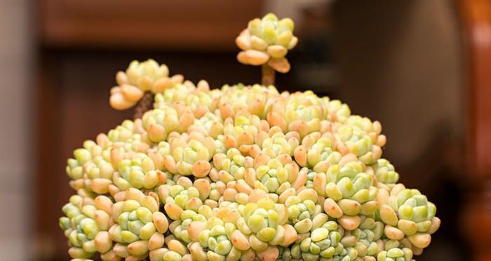 以劳尔开花后的处理方法（科学照料，促进植物生长）