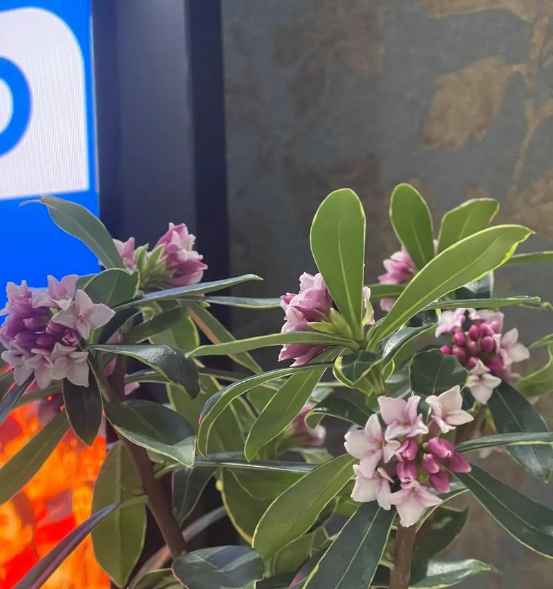 盆栽瑞香花养护指南（打造美丽室内花园的秘诀）