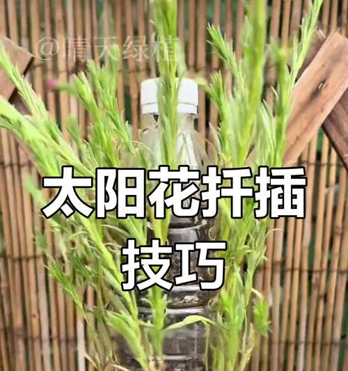 以重楼太阳花扦插为主题的技巧与方法（掌握重楼太阳花扦插的关键步骤与注意事项）