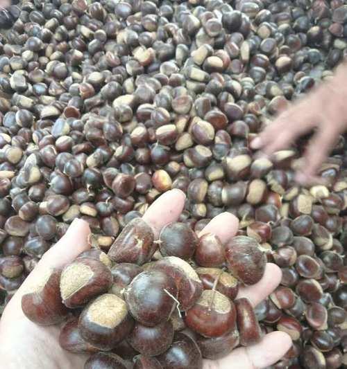 探秘栗子的产地（了解栗子的原产地、种植和文化）