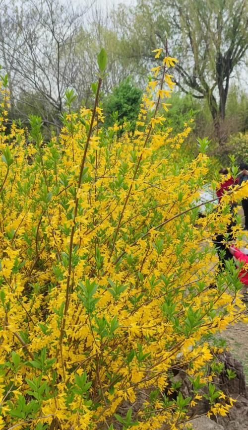迎春花的种植与护理(挖掘迎春花的正确方法及注意事项)