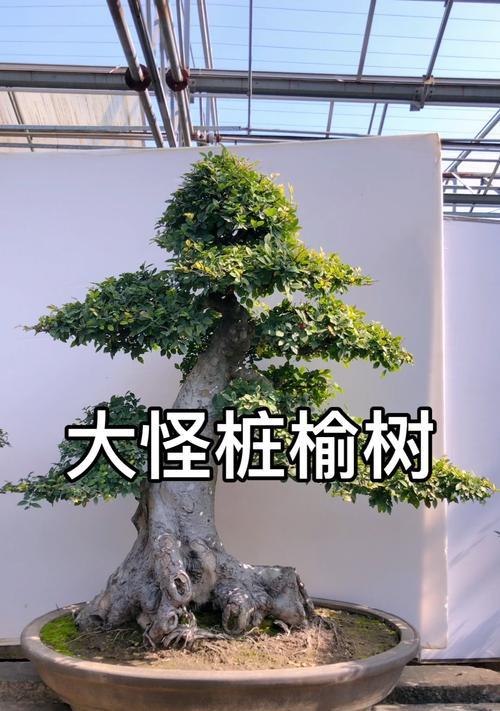 挖掘榆树树桩的技巧与方法(探索榆树树桩挖掘的关键步骤与注意事项)