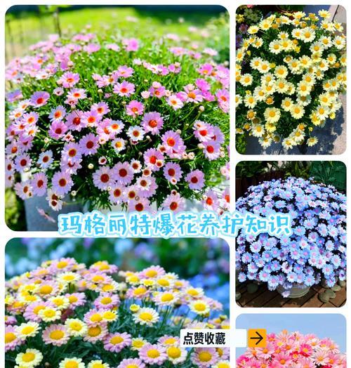 玛格丽特喜水是什么植物？（探究玛格丽特喜水的生长环境和特征）