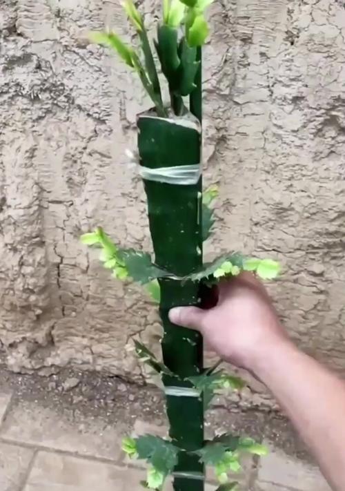 蟹爪兰嫁接接穗的技巧与注意事项（掌握关键技巧，让蟹爪兰嫁接成功率更高）