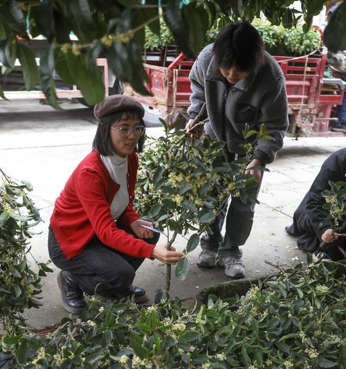 金桂修剪方法详解（掌握正确修剪技巧，让你的金桂常青常美）