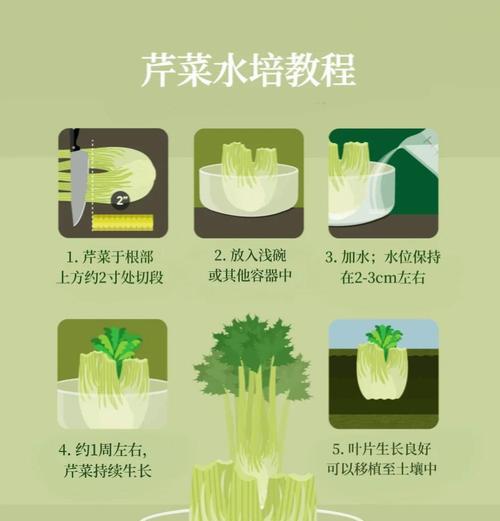 如何种植芹菜种子？（从选种到收获，全面了解芹菜种植方法）