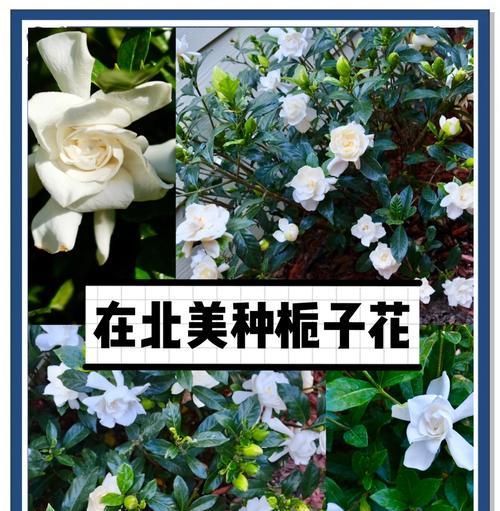 培养栀子花花枝的技巧与方法（打造迷人花枝点亮家园）