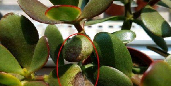 无刺枸骨叶斑病防治方法探究（有效抑制叶斑病的关键措施及预防措施）