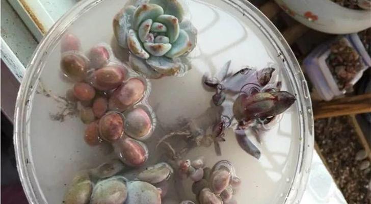 多肉根的洗净与护理（探索多肉植物根部清洗的正确方法与技巧）