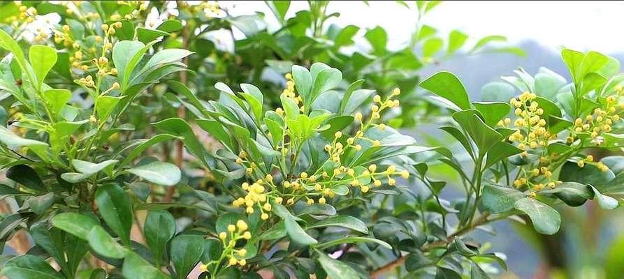 如何去除米兰叶上的白胶？（简单有效的清洁方法，轻松解决困扰）