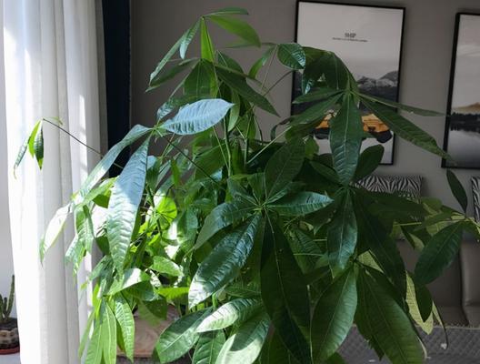 菊三七（了解菊三七的毒性，健康养护你的家居盆栽）