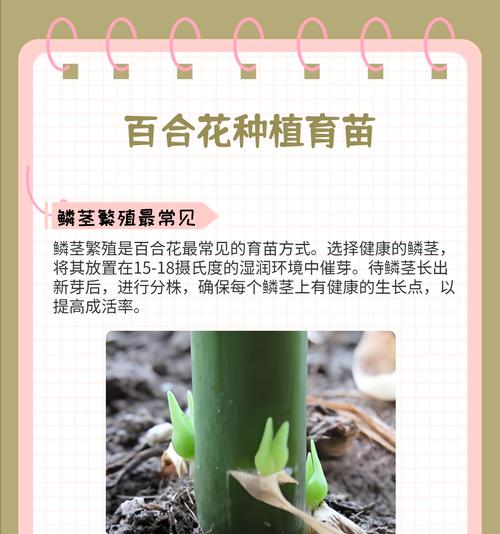 百合花冬季养殖指南（如何在冬季精心照料百合花？）
