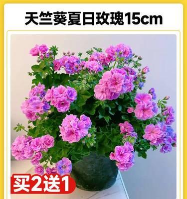 天竺如何健康生长（掌握正确方法，让天竺长得更好）