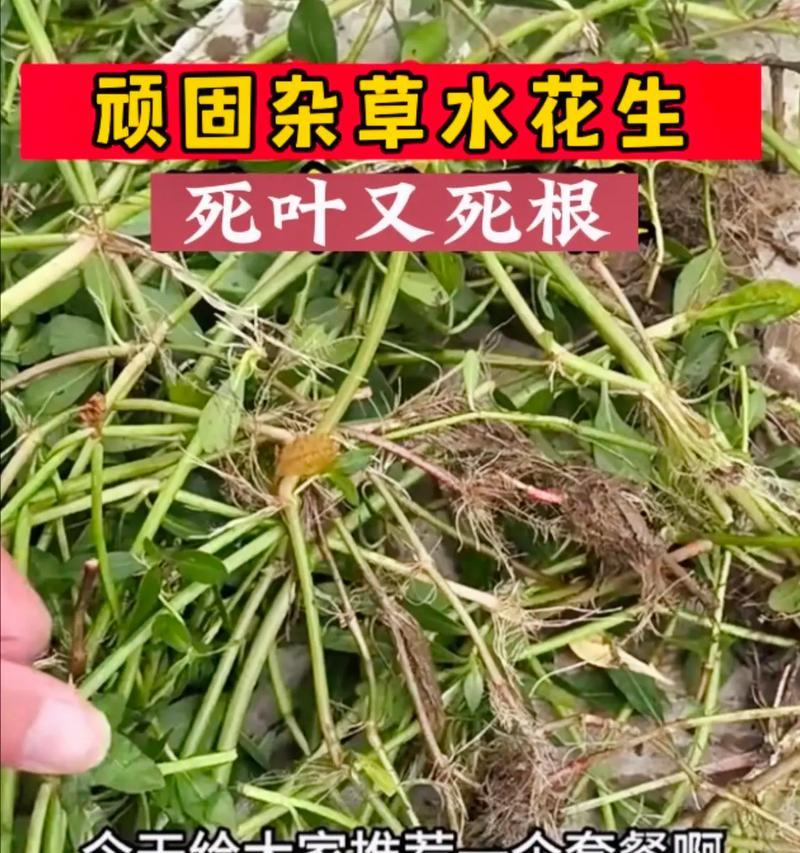 花生黄叶病的防治措施（病因及处理方法）